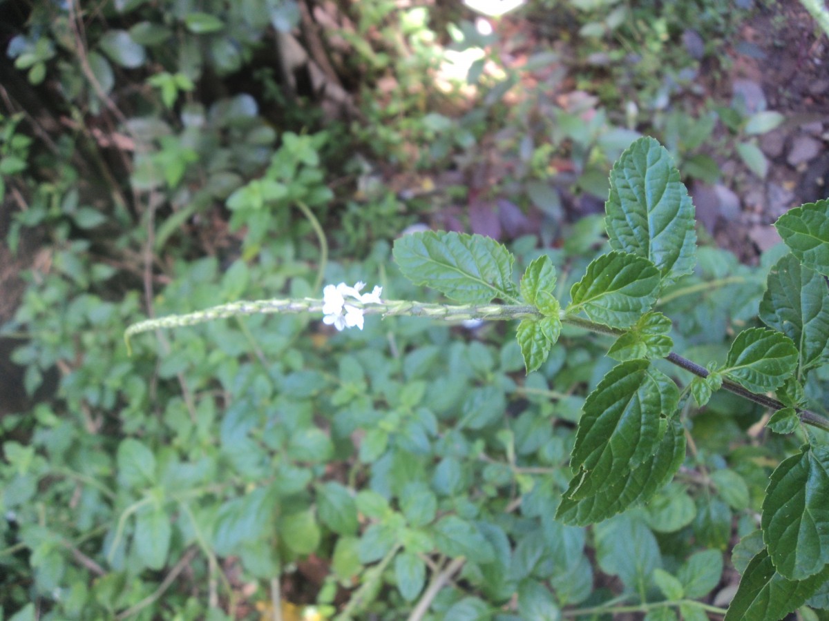 Stachytarpheta cayennensis (Rich.) Vahl